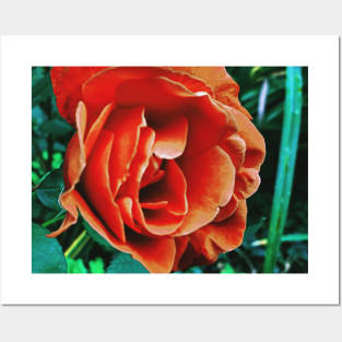 Orange Chinese Rose Posters and Art